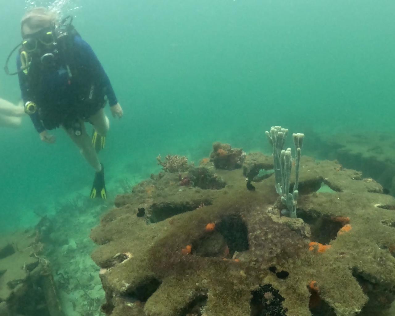 A diver swims above a reef module on the sea floor
